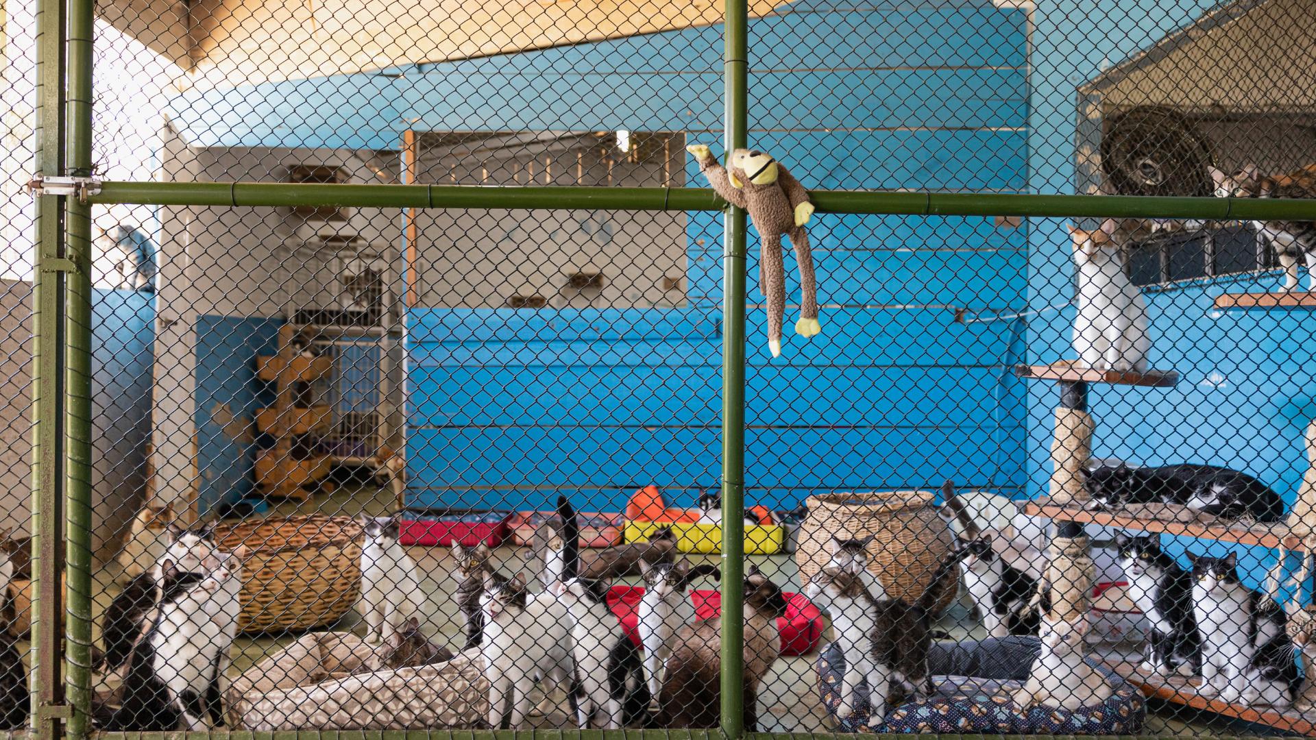 Katzenheim, dem ein Restaurant Futter spenden sollte oder könnte