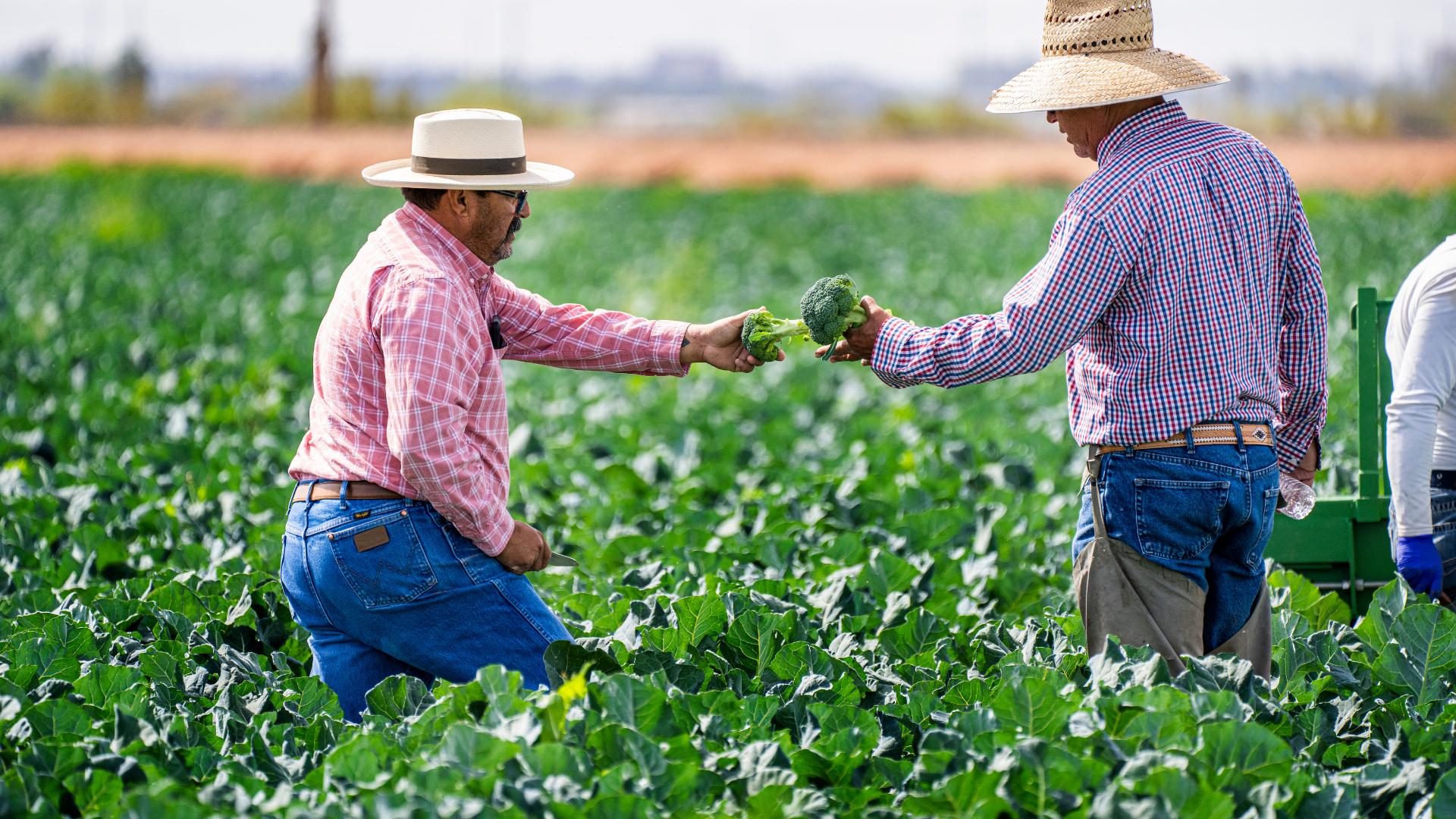 dos granjeros en una granja de brócoli